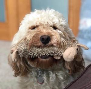 Max, our cavapoo dog with toy in mouth