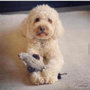 Max, our cavapoo dog holding a toy